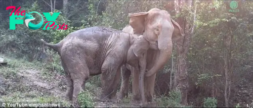 QL Heartwarming Reunion: Mother Elephant and Her Baby Embrace After Three Years Apart