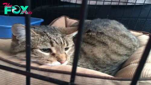 Archie The Cat Finds Home After Years Of Helping Other Shelter Cats