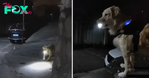 Dog waits every night for his owner with flashlight to protect her until they get home safely