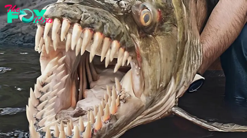 Formidable Predator: The Fish with 555 Teeth Emerges as the Most Dangerous Species.