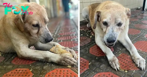 rr A Touching Scene: Stray Dog’s Heartfelt Response to a Sweet Treat Melts Onlookers’ Hearts.