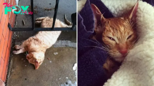 A Frozen Stray Cat Is Nursed Back To Health By A Science Teacher Who Found Her On His Porch