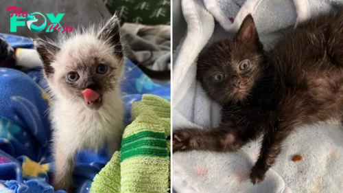 The Story Of Two Blue-Eyed Kittens Who Saved Themselves