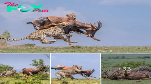 Facing a grim fate, the pregnant topi antelope endured the merciless bites of two cheetahs until its last breath, a poignant reminder of the harsh realities of survival in the unforgiving wilderness