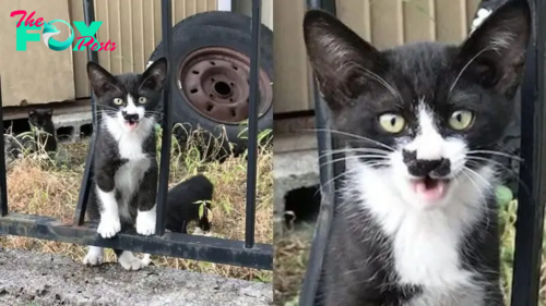 Adorable Cat Has A Mark On Its Face That Looks Like Another Cat