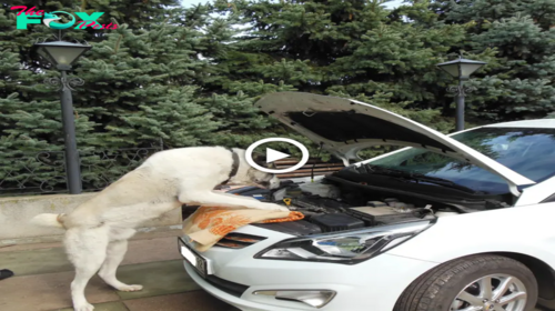 Lamz.Furry Inspiration: How Dogs Can Ignite Creativity in Vehicle Repair Experts