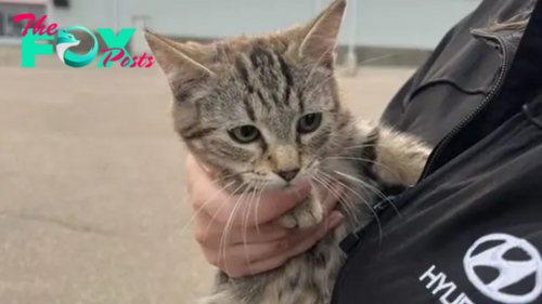 Mechanic Finds A Kitten In A Car Engine During Oil Change