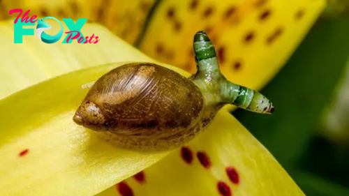 Green-banded broodsac: The brain-hijacking parasite that creates disco zombie snails