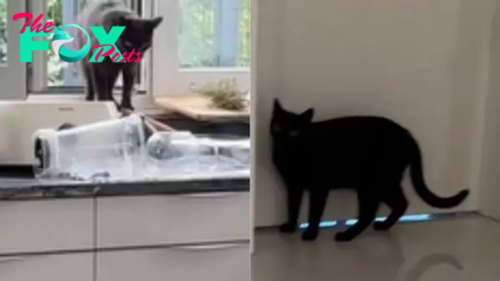 Amazing Black Cat Enters A Woman’s Home To Alert Her That Her Kitty Needs Help