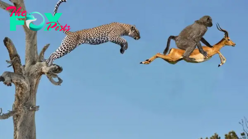 nht.The Leopards’ Noble Quest: Rescuing Impala Cubs from Baboons’ Attack ‎