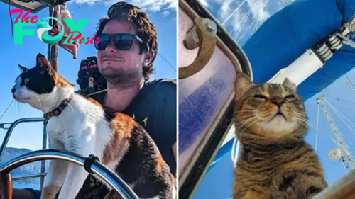 Cats That Are The Captains Of Their Ship