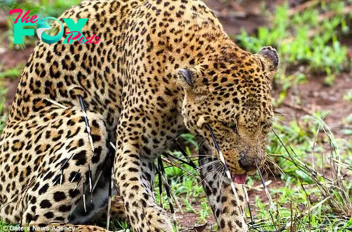 LS “””Unforeseen Results: Leopard’s Encounter with Porcupine Leaves it with a Furry Visage and Extensive Wound Care”””