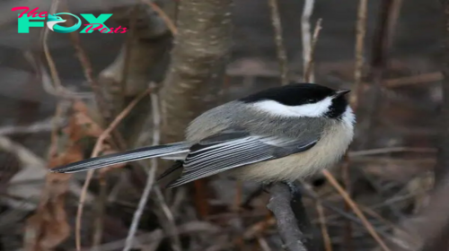 QL A Somewhat Innocuous Bird Pops Like A Burning Match Whenever He Raises His Crest!