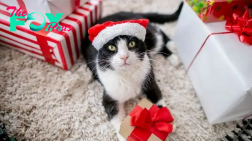 What Does Christmas Mean To Your Cat? Let’s Find Out