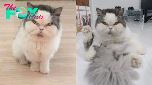 This Angry Cat Judges Everyone Who Stands In His Way