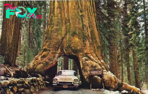 kp6.”The base of the giant redwood tree, which has existed for more than two thousand years, contains a gap wide enough for a car to pass through.”