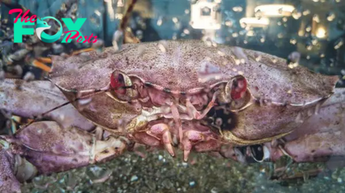 More than 10 billion snow crabs starved to death off the coast of Alaska. But why?