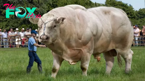 LS “”The largest species in the world attracts thousands of tourists to Spain to witness the towering 40-foot high and 8-ton giant bull firsthand. ‎””