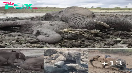 Unwavering Bond: Baby Elephant Stands by Mother’s Side Until Both are freed from Muddy рrіѕon