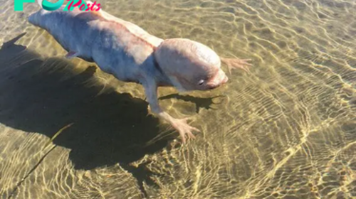 SV On the coast of Thailand: An unidentified fish-like creature with a strange body and unusually large head was found.