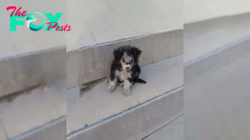 Puppy Standing Near A Supermarket Was Waiting For Help But Then Something Amazing Happened