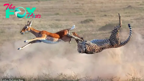 Perfect somersault: Cheetah catches a gazelle in the air in impressive moment KS