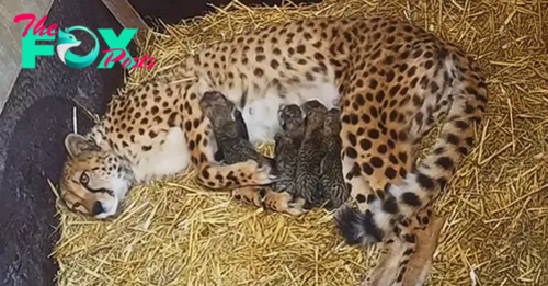 Motherhood Magnified: Cheetah Adopts Three Cubs, Raising Her Litter to Seven (Video)