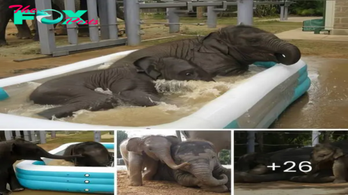 Baby Elephants Baylor and Tupelo Take Center Stage in Houston Zoo’s Pool Party Extravaganza ‎