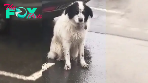 A Loyal Abandoned Pup Spent Hours Waiting In The Pouring Rain, Believing His Owners Would Return For Him