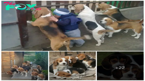 qq Heartwarming Innocence: 4-Year-Old Boy’s Daily Ritual with His Puppies, Welcoming Parents Home from Work, Paints an Inspiring Picture Embraced by Millions Worldwide.