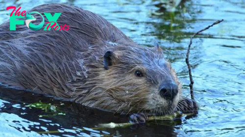 'Unusual' beaver die-off in Utah caused by 'rabbit fever,' which can also infect humans