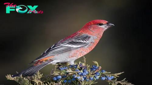 QL Exploring the Magnificence of Grosbeak Pine Beauty