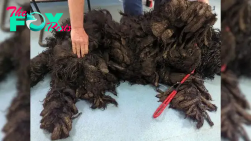 Dog Was Severely Matted For Months Until Good People Helped Him Shine To His Full Glory