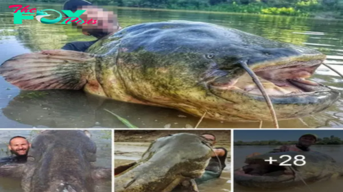 ST “Setting Records: Fisherman Catches Enormous Fish from Italian River after Epic 43-Minute Battle!” ST