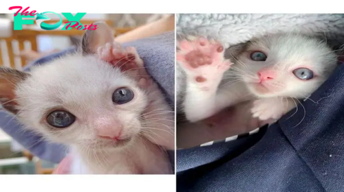 1S.A tiny kitten with large eyes, smaller than usual, finds refuge with a family that rescued it, and eventually blossoms into a beautiful cat.