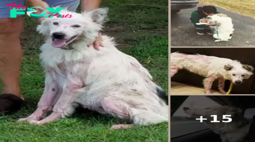 Touching Moment When Pet Once Thought Too Injured To Be Petted Is Now Hugging His New Dad Nonstop