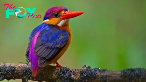 32 of the most colorful birds on Earth