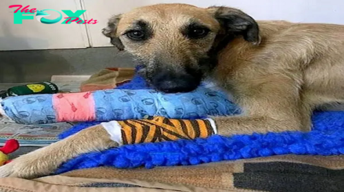 Dog’s Front Leg Was Split In Two, So His Owner Tied Him To A Lamppost And Left