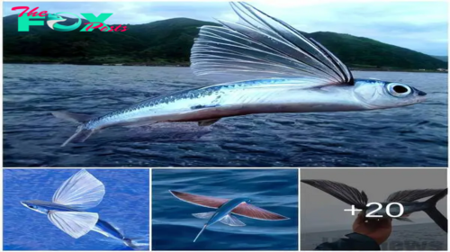 A beautiful moment captured by a fisherman as flying fish has the amazing ability to glide through the air for up to 45 seconds.