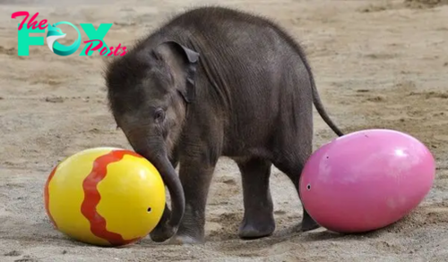 SAO. A Spontaneous Soccer Game Brings Immense Joy: The Baby Elephant Transforms an Ordinary Day into an Unforgettable Memory..SAO