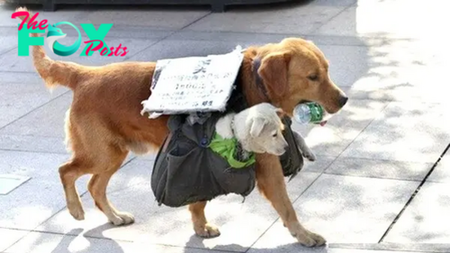 quoc. “Heroic Mother Dog Melts Hearts Worldwide: Collects Recyclables Across City to Support Her Pups”