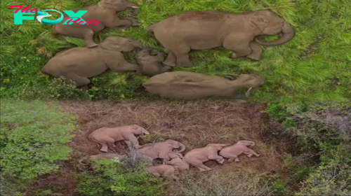 Time for a little nap… or maybe a jumbo snooze! Adorable moment elephant herd curls up for a sleep in India