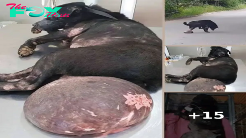 The unfortunate dog, burdened by a huge tumor, was abandoned and struggled to find help, dragging it around, only to be chased away; no one came forward to offer help