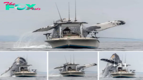 Lamz.Once-In-A-Lifetime Footage: Massive Humpback Whale Leaps Out of the Water Beside Fishing Boat