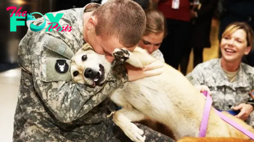 /5.In the heart of America, an aged dog’s eyes welled with tears of joy upon his owner’s return from the ravages of war, yet those tears continued to cascade for years, each drop a poignant reminder of the enduring scars etched upon both man and beast by the brutalities of conflict.