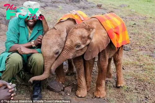 kp6.”Wrapped in Love: Essential Blankets Providing Comfort and Warmth to Orphaned Baby Elephants.”