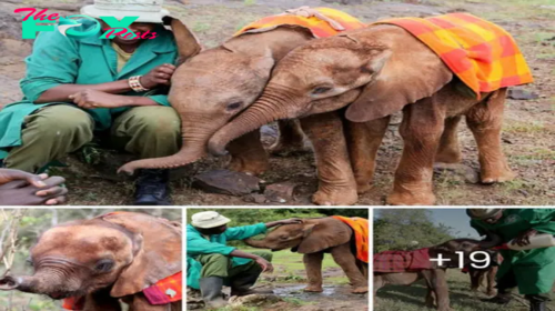 Wrapped in Love: The Essential Blankets Nurturing Orphaned Baby Elephants