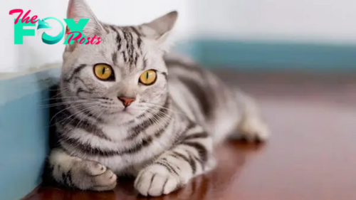 The Most Popular Cat Breeds – V2