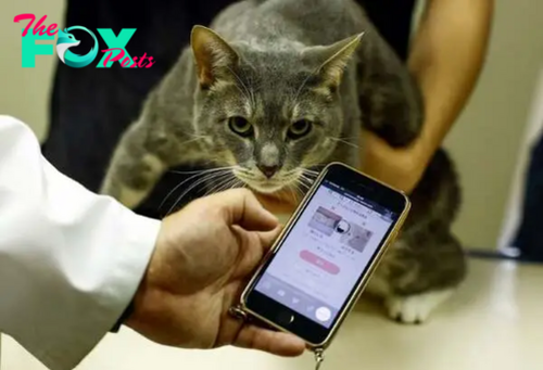 Purrfectly healthy: Japan uses AI to monitor feline wellbeing