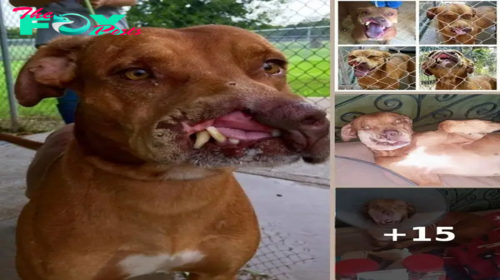 Family Abandon Their Dog Because He Was ‘Ugly’. Gets Surgery And Has Amazing Transformation